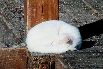 Zavjetrina i sunce uspavali su ovu plavu�u