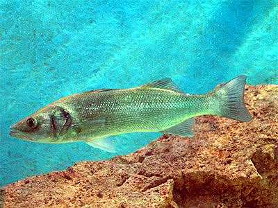 Veliki lovac obi�no vreba iz procjepa u pli�aku...