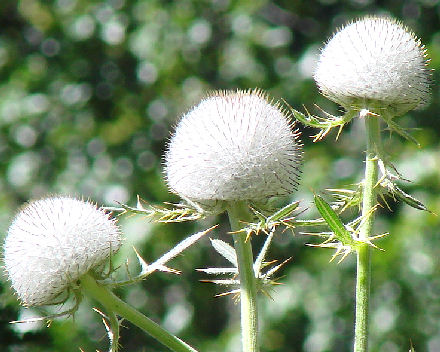 Visoko u Alpama ovakvi cvjetovi krase krajolik i pogled u dolinu.