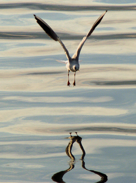 Let �igre u pulskoj luci...