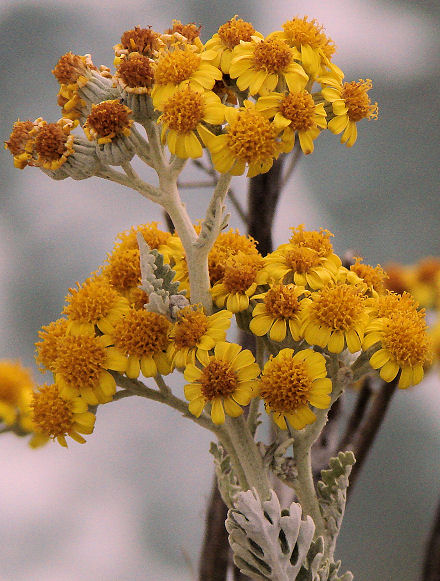 Cvije�e izniklo iz kamena nad morem ispod terase kod svjetionika na Verudeli...