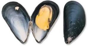 Dagnja ili 'po doma�u' PEDO�