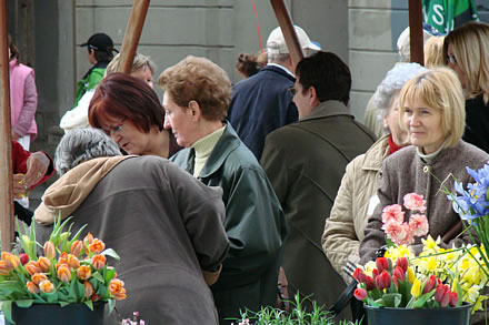 Narcisi, tulipani, irisi, karanfili i na�e supruge i mame...