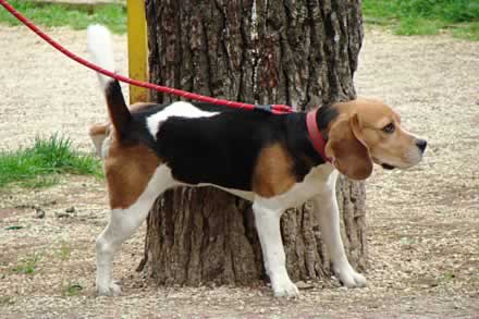 Na nagovor svog gazde, ovaj �etvorono�ni prosvjednik ozna�io je svoj teritorij...