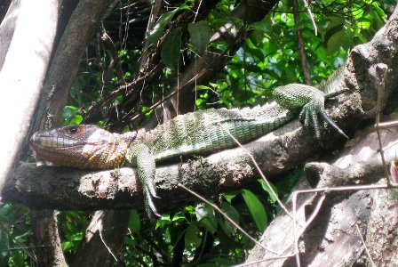 Siesta na grani - gu�ter k00lira