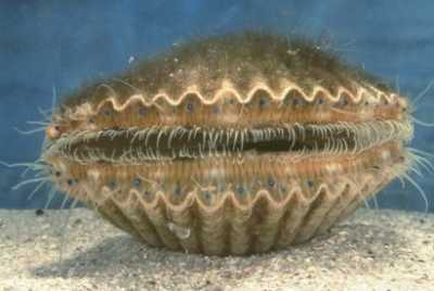 Jakovska kapica na morskome dnu