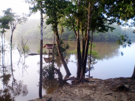 Pogled an Amazonu iz kolibe rano ujutro 