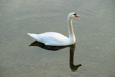 Elegancija  i profinjenost ...