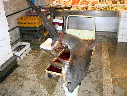 Danas (10.03.2005.) je u pulskoj ribarnici osvanula i ova morska lisica koja se zaplela u ribarske mre�e. Te�i oko 130 kg i sutra ujutro ide u prodaju. Navalite pule�ani.
