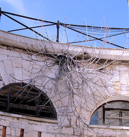 Iz zida tvr�ave Muzil izrasla je ova smokva i pokazala da �ivota ima i na �istom kamenu