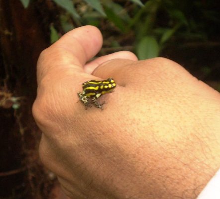 Mala ali opasna - otrovna �aba