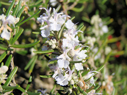 rascvali ru�marin na Kamenjaku najavljuje lijepe dane i prolje�e...