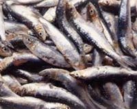 Svje�e ulovljene sardele