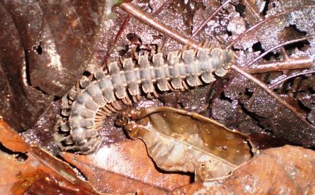 Stonoga - mo�da i nema sto nogu ali ima skoro 20 dkg :-)