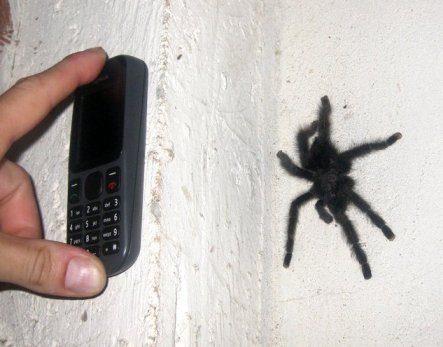 Tarantule su ko mobiteli...