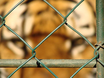 O�i u o�i s tigrom....