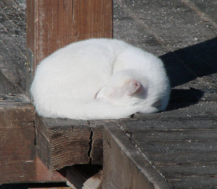 Toplo jesenje sunca uspavalo je ovu macu ...
