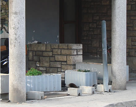 Ni Ante Kiseli ne bi dozvolio ovakav nered da je kojim slu�ajem 'matori gradona�elnik'